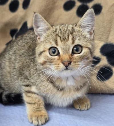 Enya, female European Shorthair for adoption at Tierschutzverein Franziskushof, Kalletal