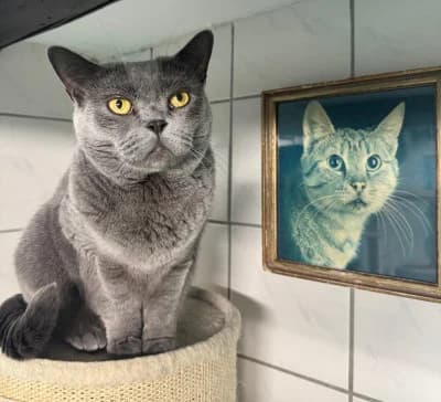 Leonie, female 3yo mixed breed for adoption at Tierschutzverein Franziskushof, Kalletal
