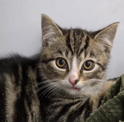 Carl, male European Shorthair for adoption at Tierschutzverein Franziskushof, Kalletal