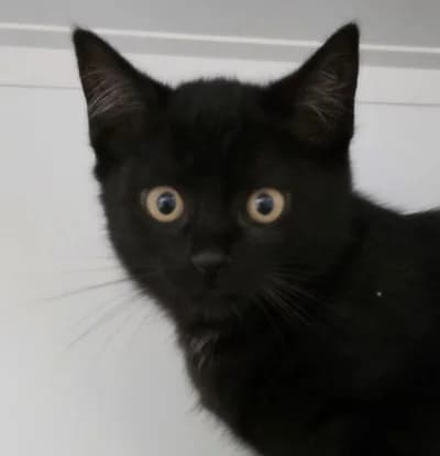 Caja, female European Shorthair for adoption at Tierschutzverein Franziskushof, Kalletal