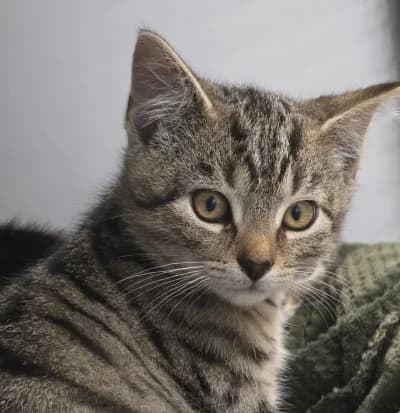 Colin, male European Shorthair for adoption at Tierschutzverein Franziskushof, Kalletal