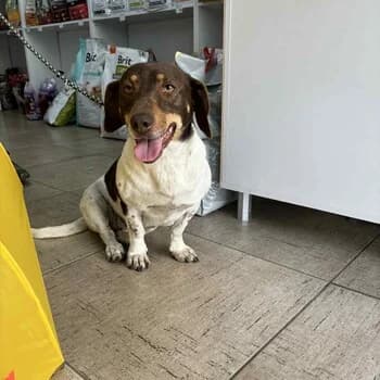 Carina, female 3yo Mixed Breed for adoption at Free Dogs - Vergessene Tiere in Not e.V., Großefehn