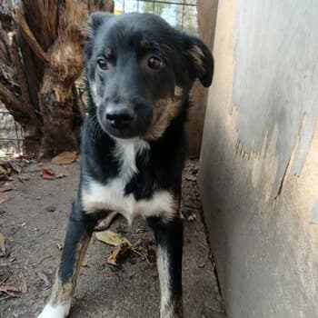 Jack, puppy Mixed Breed for adoption at Free Dogs - Vergessene Tiere in Not e.V., Großefehn