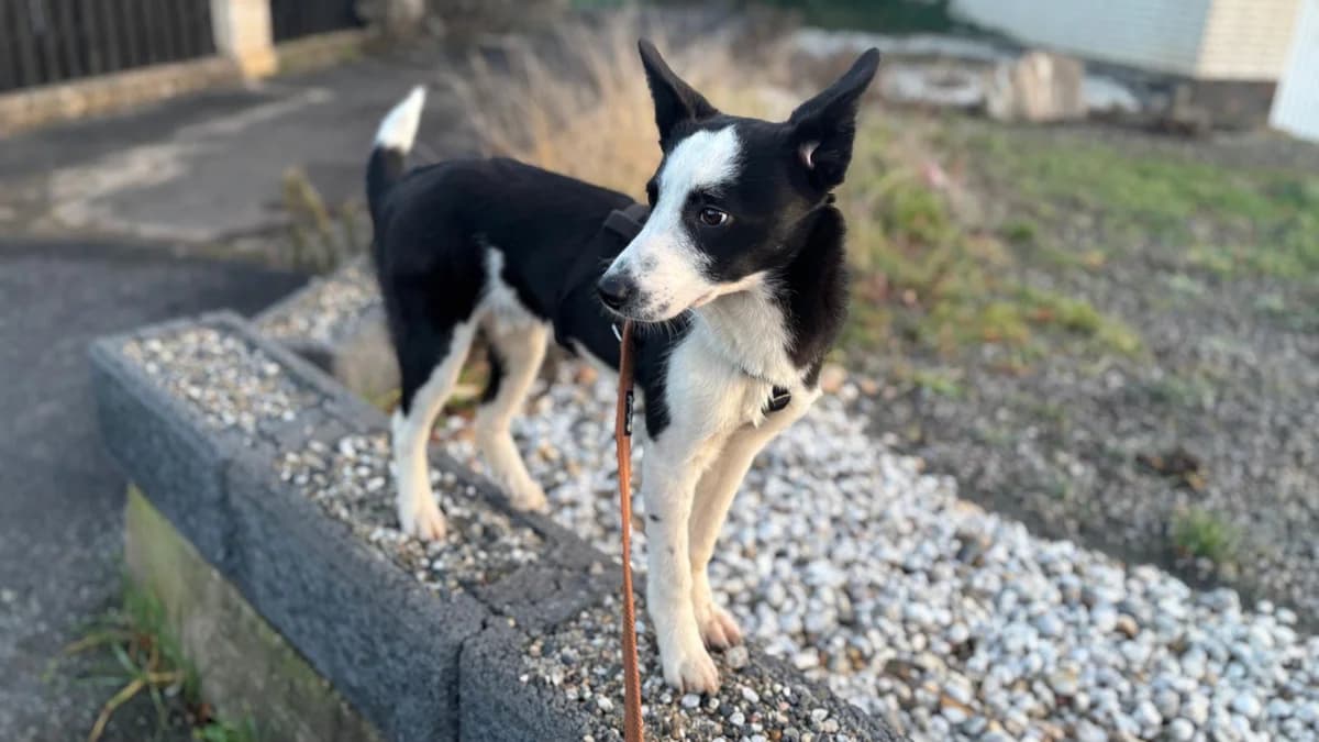 Lenny, male senior Mixed Breed for adoption at Free Dogs - Vergessene Tiere in Not e.V., Großefehn