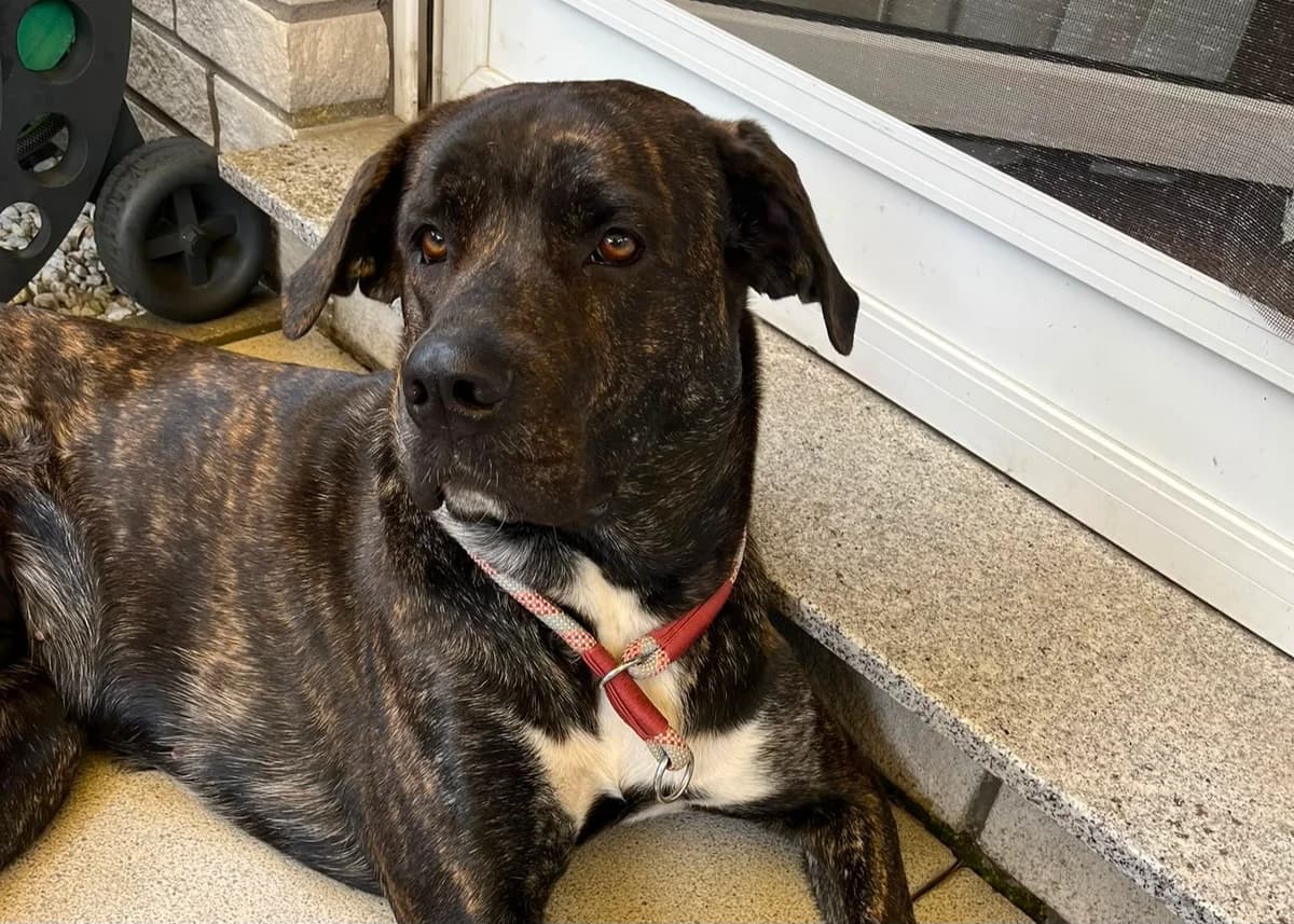 Notfall –, female senior Cane Corso for adoption at Free Dogs - Vergessene Tiere in Not e.V., Großefehn