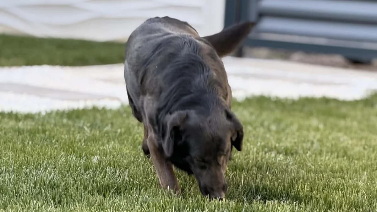 Entspannte Leyla, female senior Mixed Breed for adoption at Free Dogs - Vergessene Tiere in Not e.V., Großefehn