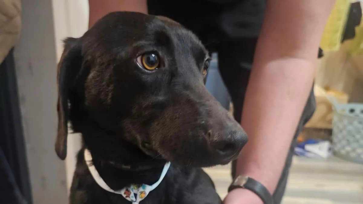 Stattlicher Dackel-Mix Nero, male 5yo Dachshund for adoption at Free Dogs - Vergessene Tiere in Not e.V., Großefehn