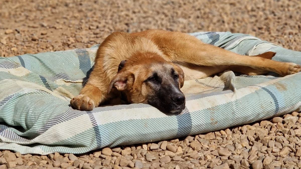 Energiegeladene Kiwi, female senior German Shepherd for adoption at Free Dogs - Vergessene Tiere in Not e.V., Großefehn