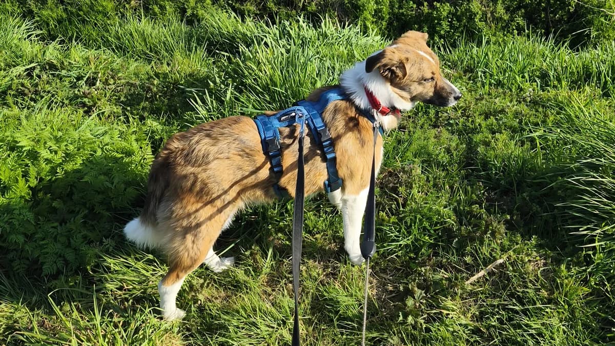 Zurückhaltende Nelly, female young Mixed Breed for adoption at Free Dogs - Vergessene Tiere in Not e.V., Großefehn