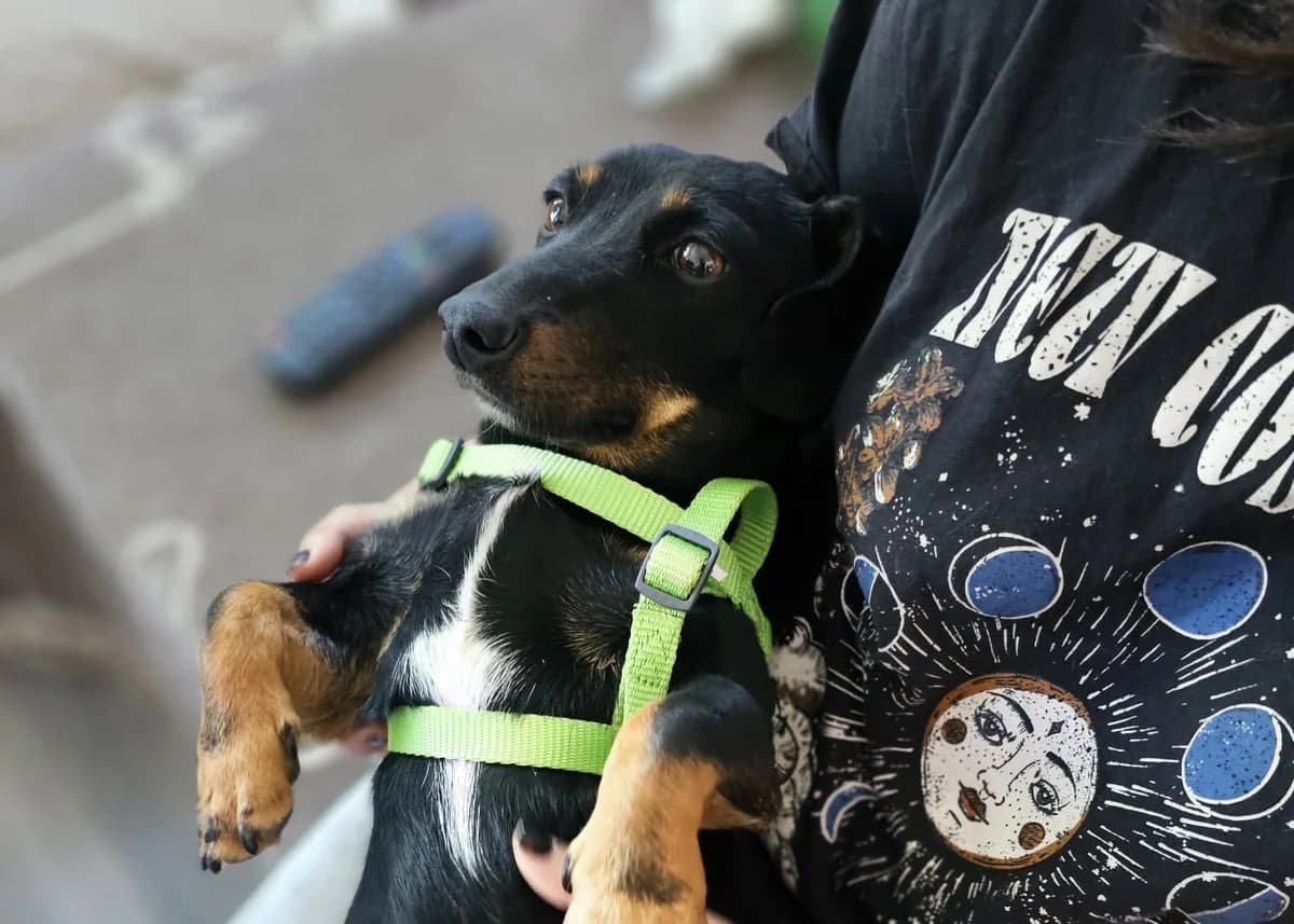 Handliche Jessy, female senior Dachshund for adoption at Free Dogs - Vergessene Tiere in Not e.V., Großefehn
