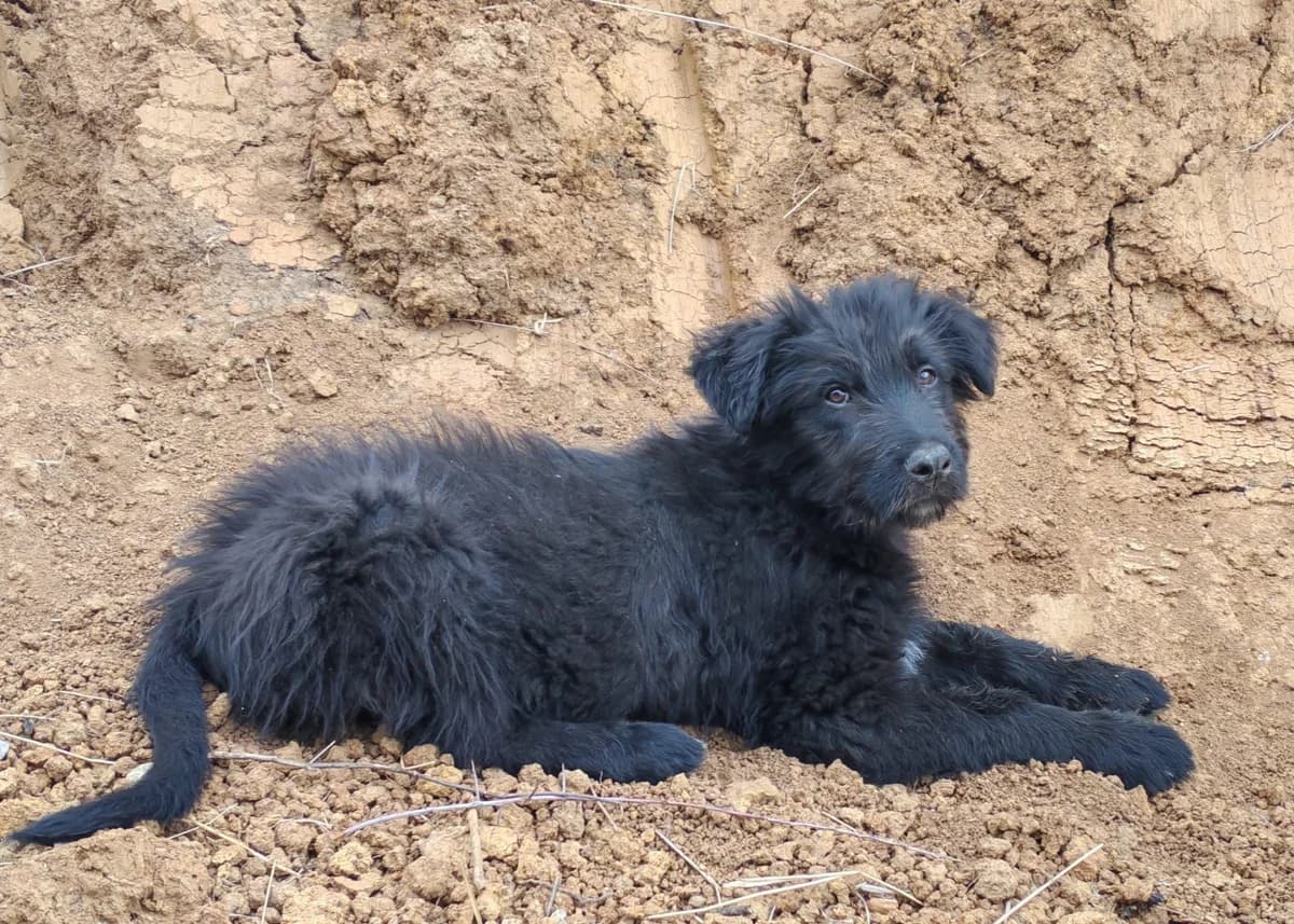 Fürsorglicher Blacky, male senior Mixed Breed for adoption at Free Dogs - Vergessene Tiere in Not e.V., Großefehn