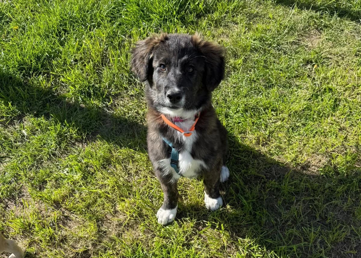 Neugierige Merle, merle female senior Mixed Breed for adoption at Free Dogs - Vergessene Tiere in Not e.V., Großefehn