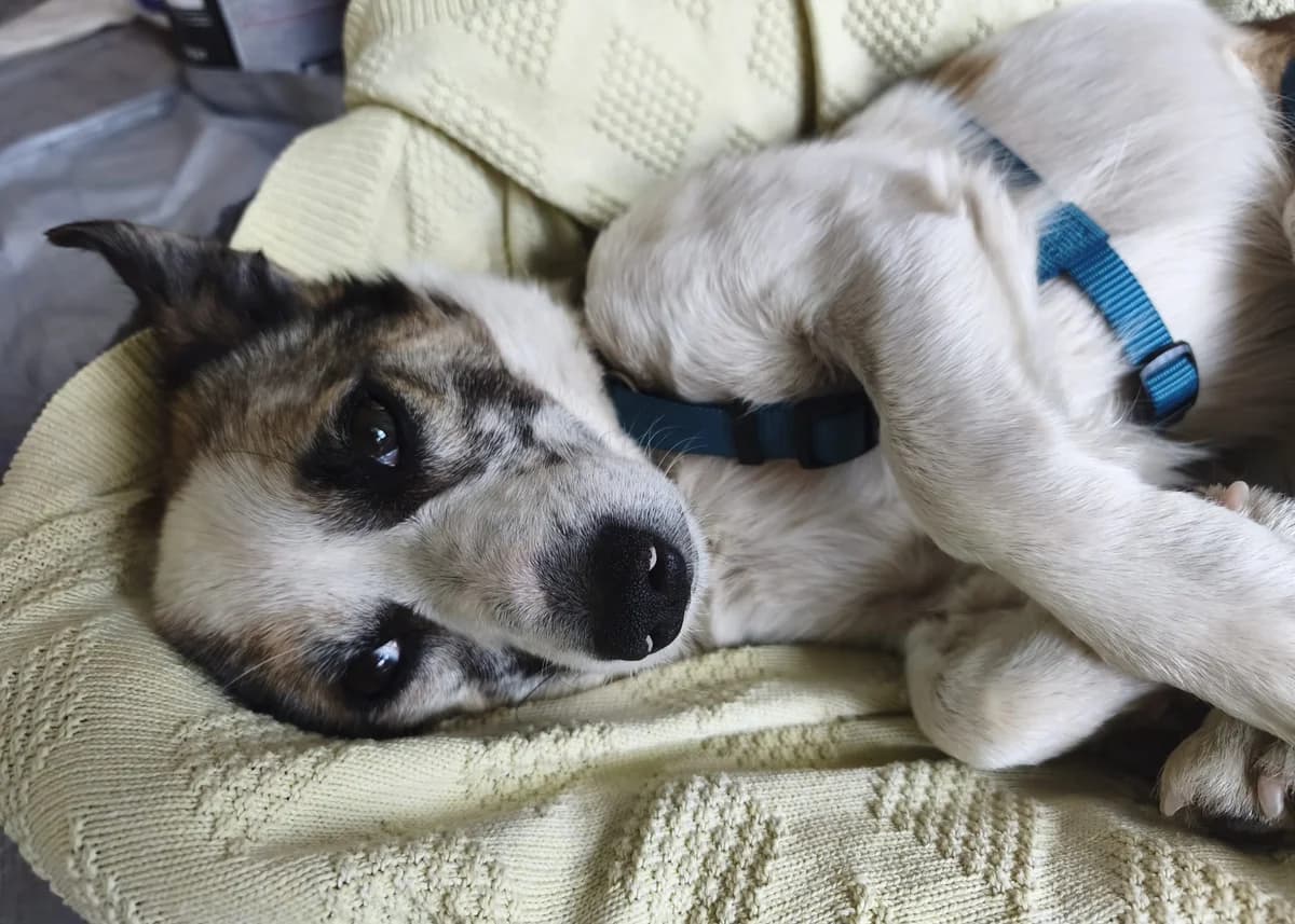 Kuschelprinz Tommy, male senior Mixed Breed for adoption at Free Dogs - Vergessene Tiere in Not e.V., Großefehn