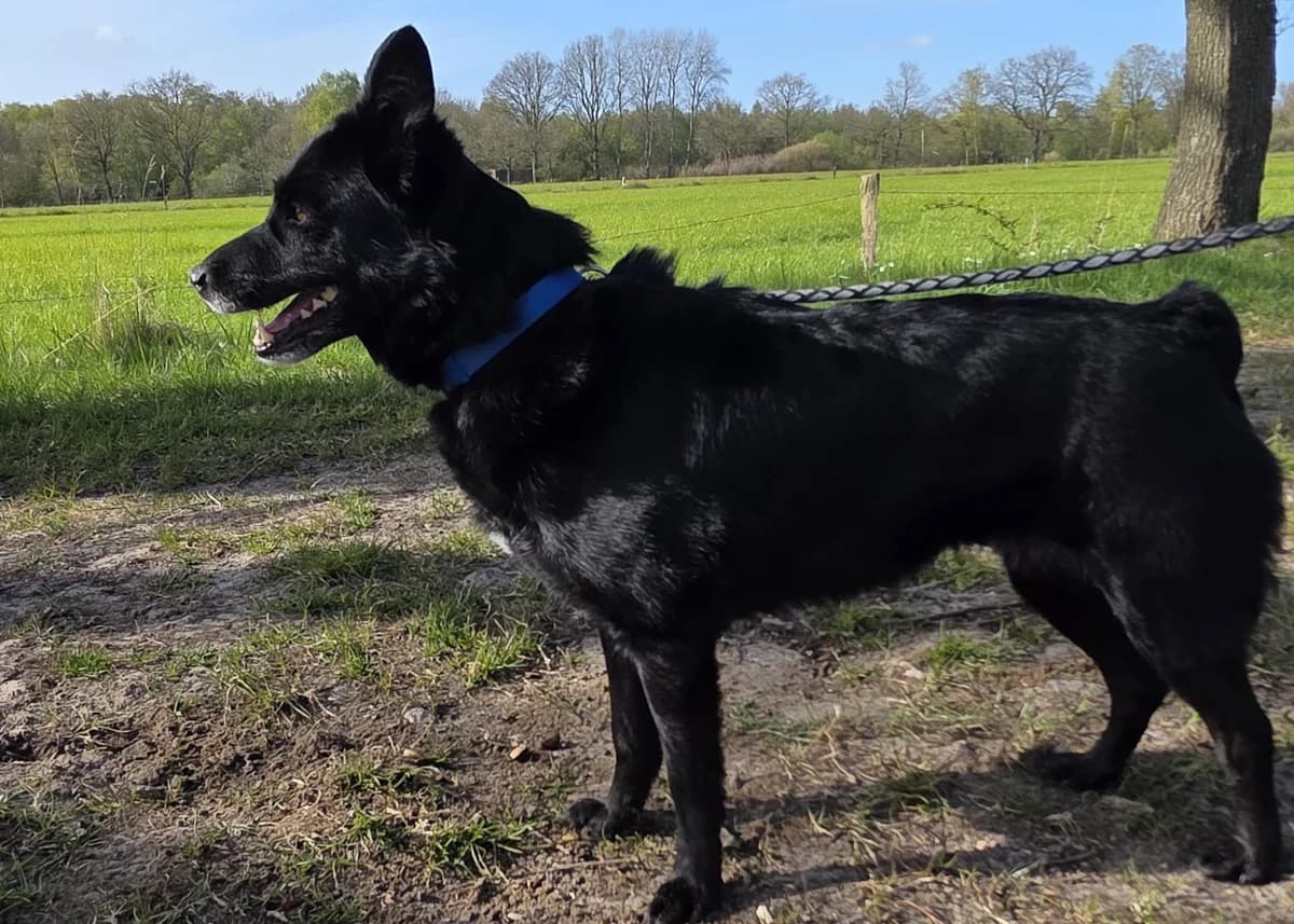 Notfall Abby, female 7yo Mixed Breed for adoption at Free Dogs - Vergessene Tiere in Not e.V., Großefehn