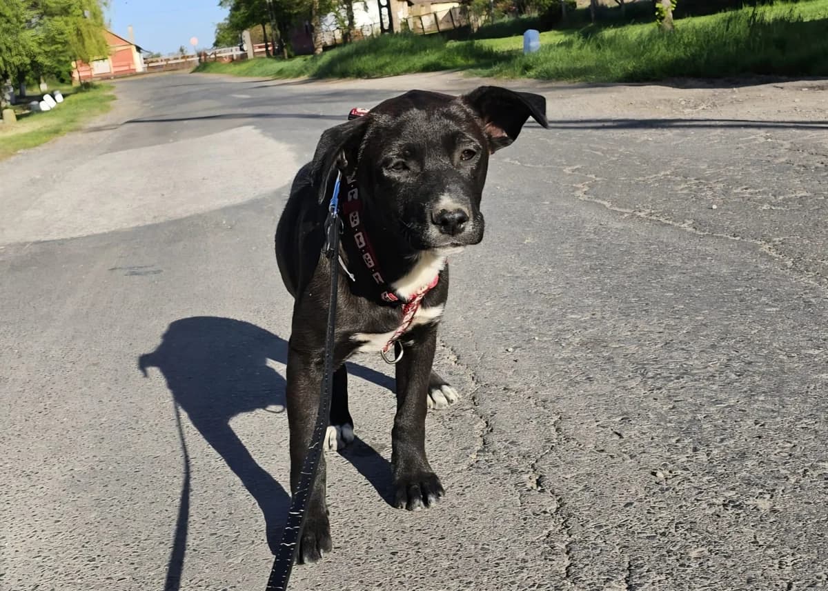 Aufgeschlossene Hera, female senior Mixed Breed for adoption at Free Dogs - Vergessene Tiere in Not e.V., Großefehn