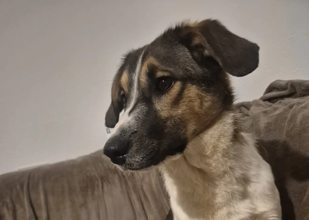 Sensible Freya, female puppy Mixed Breed for adoption at Free Dogs - Vergessene Tiere in Not e.V., Großefehn