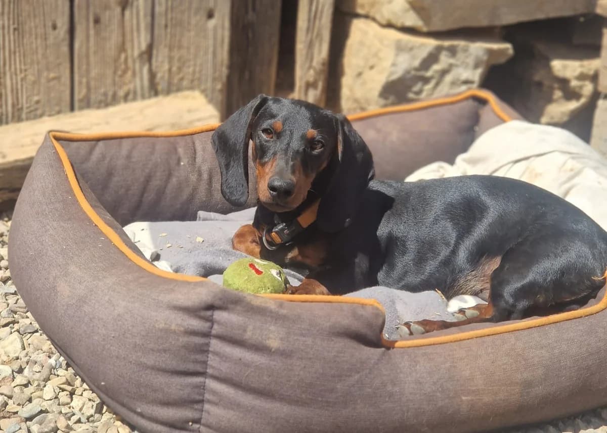 Dackel-Traum Gustav, male senior Dachshund for adoption at Free Dogs - Vergessene Tiere in Not e.V., Großefehn