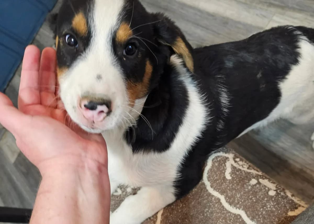 Charmeur Napoleon, male senior Mixed Breed for adoption at Free Dogs - Vergessene Tiere in Not e.V., Großefehn