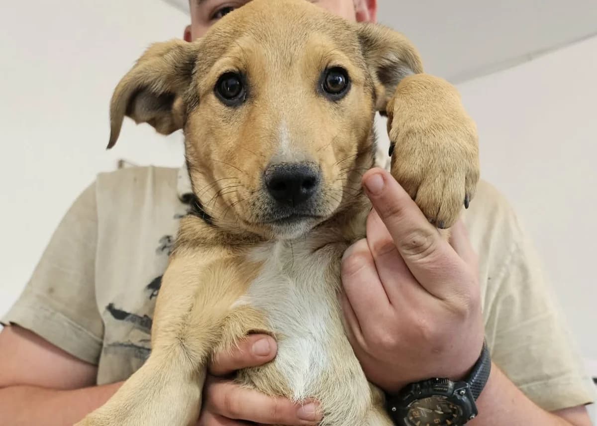 Sonnenschein Marie, female senior Mixed Breed for adoption at Free Dogs - Vergessene Tiere in Not e.V., Großefehn
