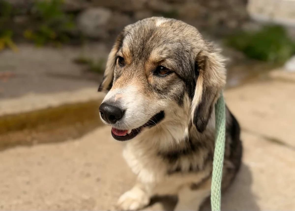 Gelassene Dame Nayla, female senior Mixed Breed for adoption at Free Dogs - Vergessene Tiere in Not e.V., Großefehn