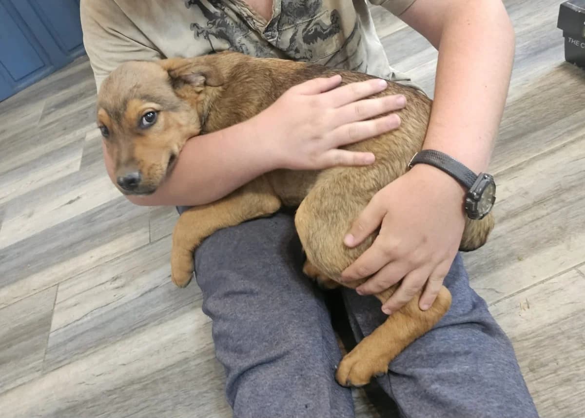 Lebensfroher Toulouse, male senior Mixed Breed for adoption at Free Dogs - Vergessene Tiere in Not e.V., Großefehn