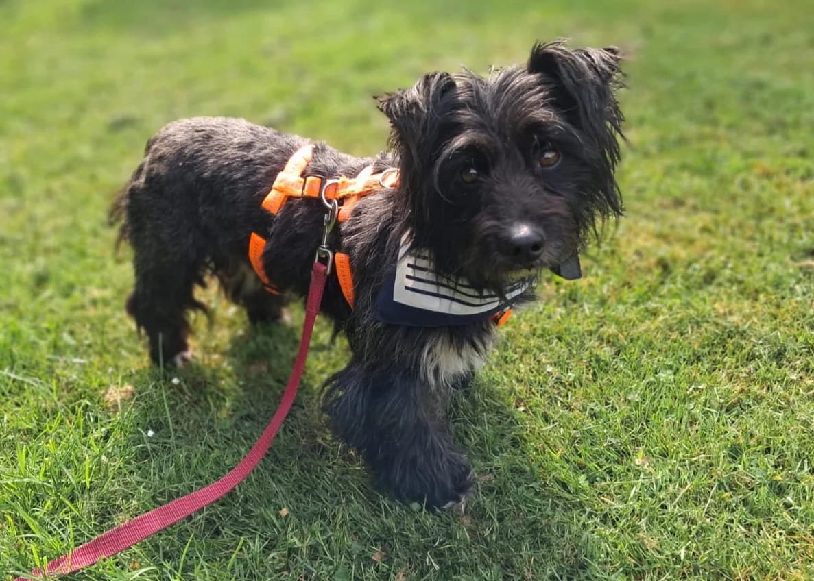 Liebevoller Benno, male Mixed Breed for adoption at Free Dogs - Vergessene Tiere in Not e.V., Großefehn