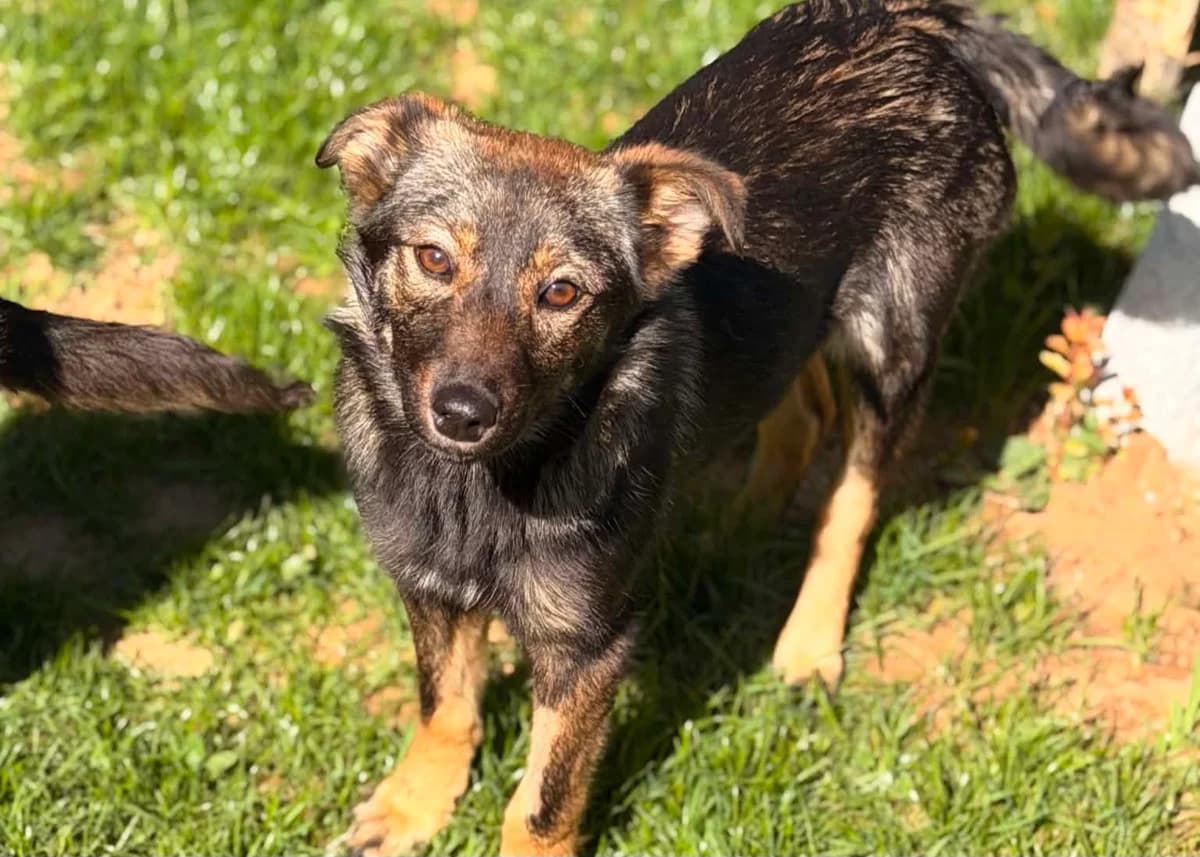 Schlaubergerin Ely, female 6yo Mixed Breed for adoption at Free Dogs - Vergessene Tiere in Not e.V., Großefehn