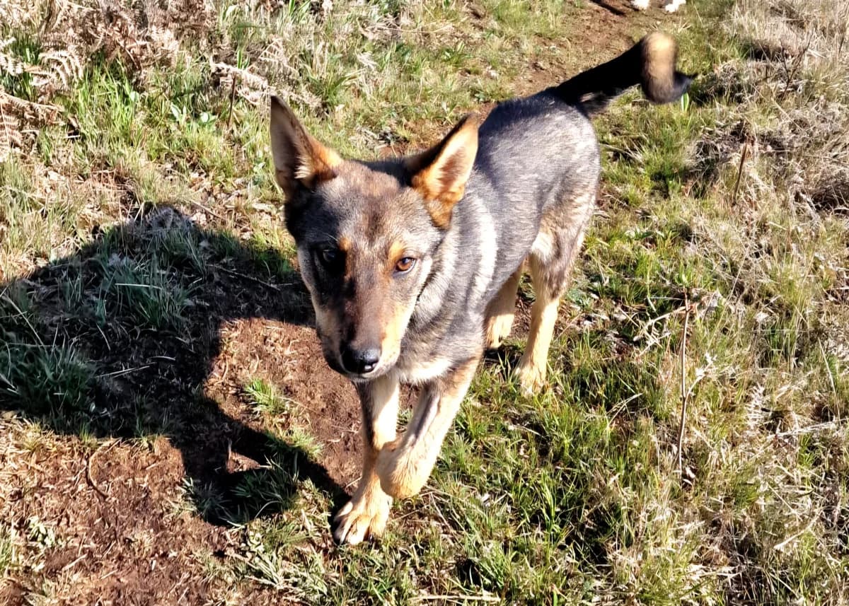 Schlauer Oatis, male senior Mixed Breed for adoption at Free Dogs - Vergessene Tiere in Not e.V., Großefehn