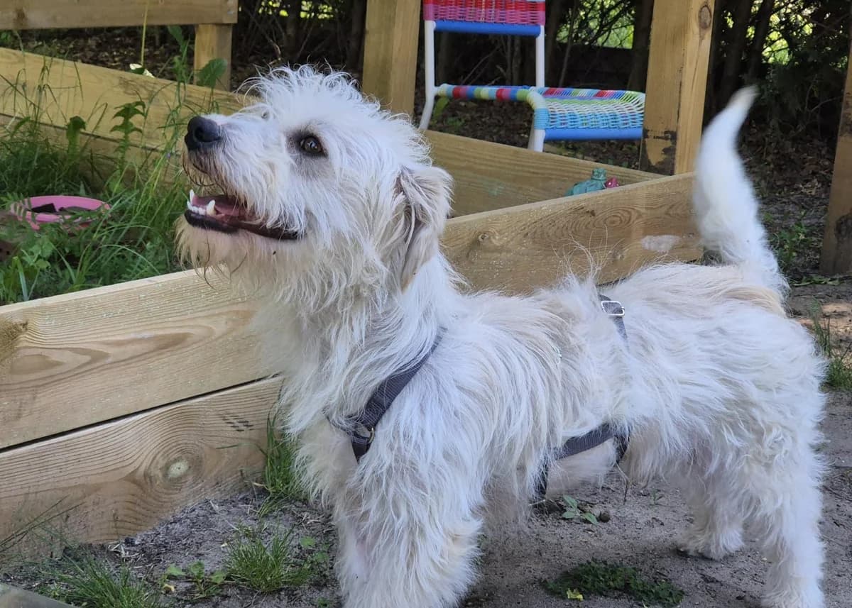Ausgeglichener Calin, Mixed Breed for adoption at Free Dogs - Vergessene Tiere in Not e.V., Großefehn