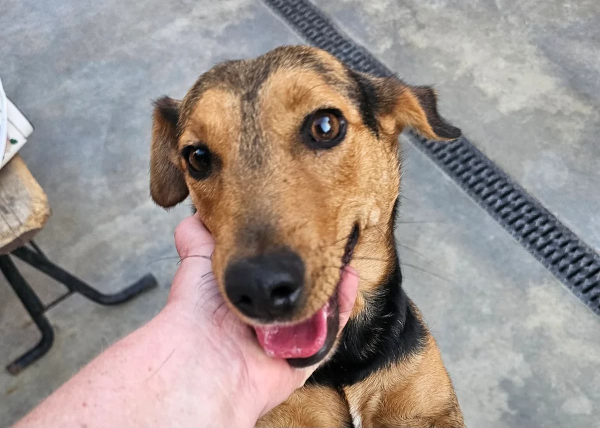 Herzensdame Duchess, female 3yo Mixed Breed for adoption at Free Dogs - Vergessene Tiere in Not e.V., Großefehn