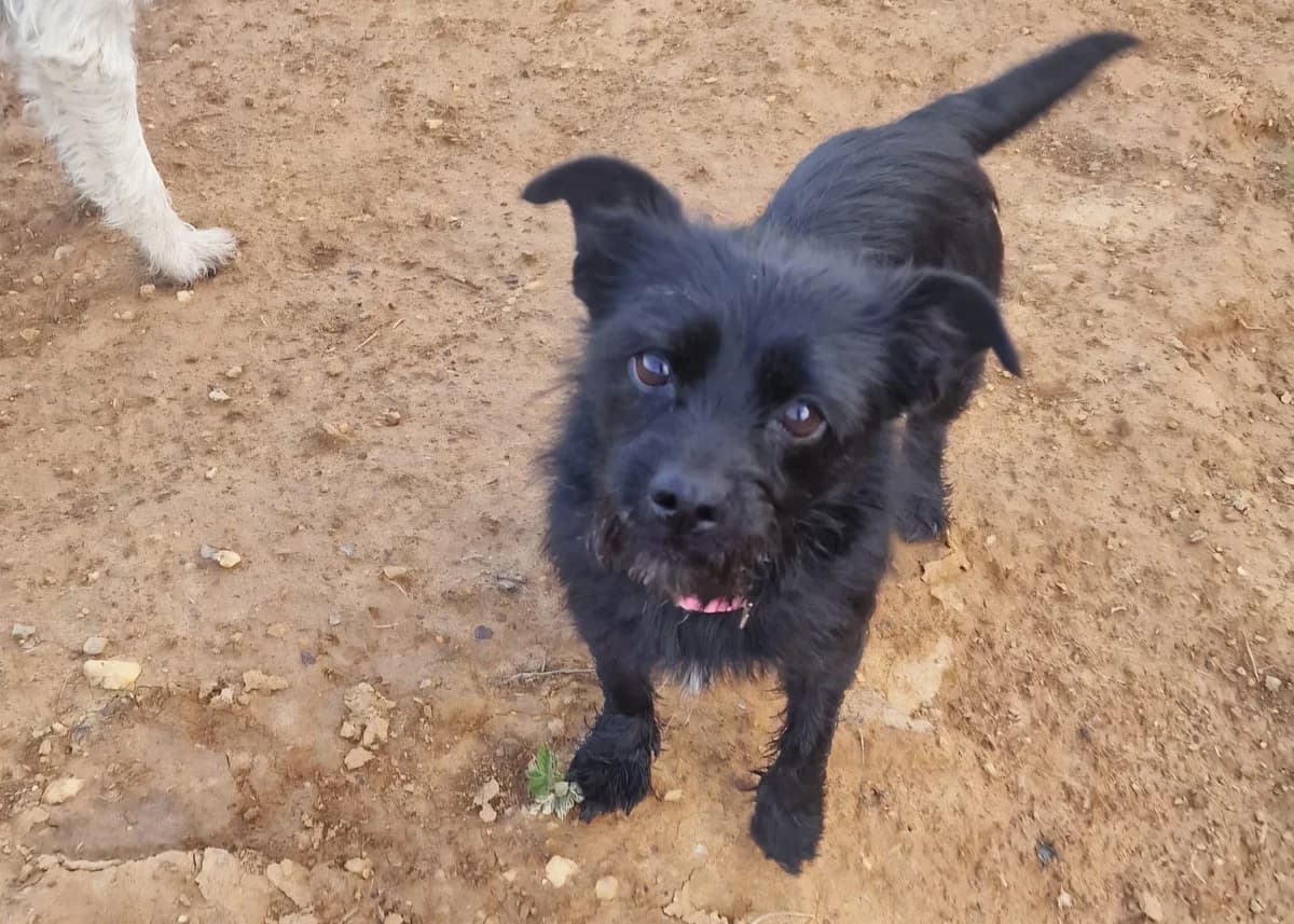 Spürnase Coco, female 4yo Mixed Breed for adoption at Free Dogs - Vergessene Tiere in Not e.V., Großefehn