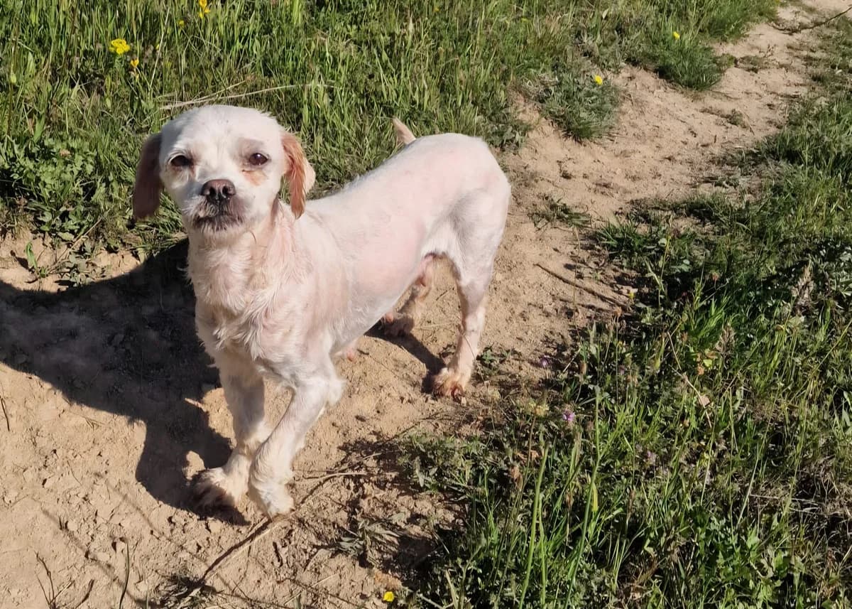 Menschenbezogene Runa, female senior Bichon Frisé for adoption at Free Dogs - Vergessene Tiere in Not e.V., Großefehn