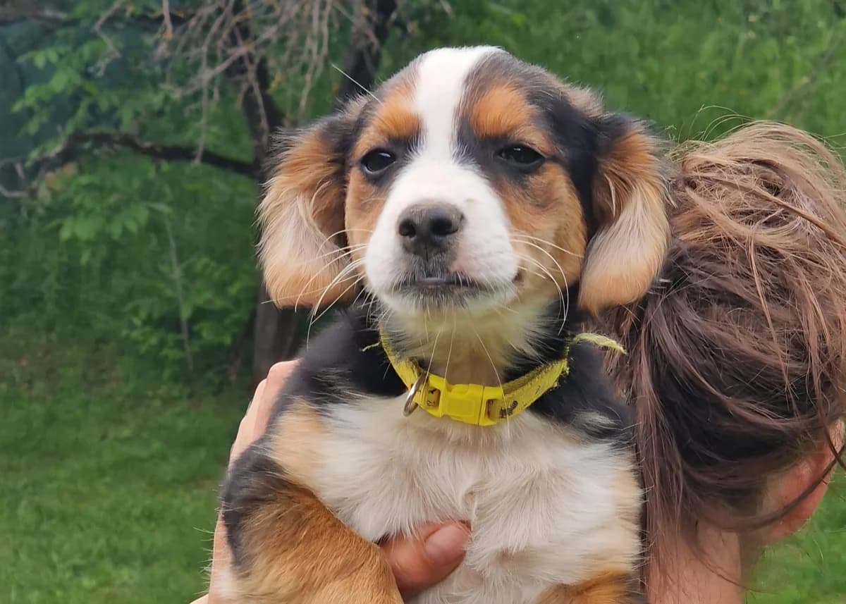 Wirbelwind Aaliyah, 6yo Mixed Breed for adoption at Free Dogs - Vergessene Tiere in Not e.V., Großefehn
