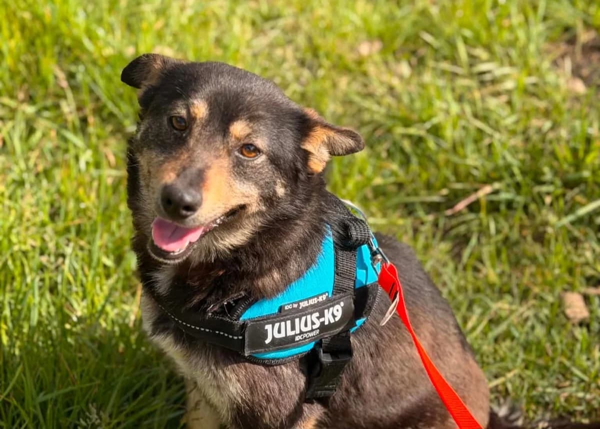 Alltagsbegleiterin Candy, female young Mixed Breed for adoption at Free Dogs - Vergessene Tiere in Not e.V., Großefehn