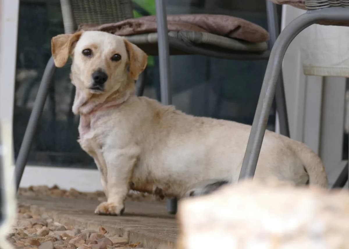 Kleine Kämpferin Fortuna, female 6yo Dachshund for adoption at Free Dogs - Vergessene Tiere in Not e.V., Großefehn