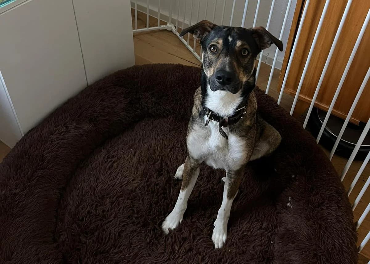 Gartenflitzer Miro, male puppy Mixed Breed for adoption at Free Dogs - Vergessene Tiere in Not e.V., Großefehn