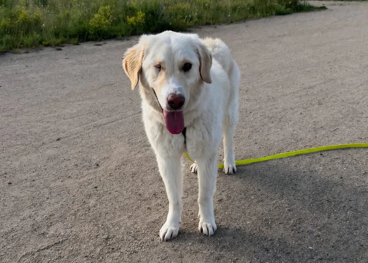 Ruhige Begleiterin Nala, golden male 3yo Golden Retriever for adoption at Free Dogs - Vergessene Tiere in Not e.V., Großefehn