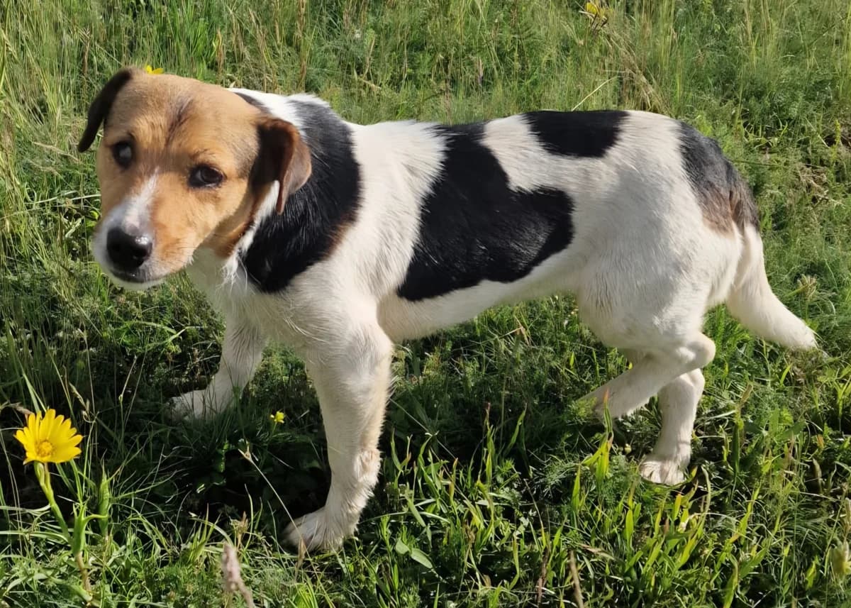Gemütliche Dame Ilvy, male senior Mixed Breed for adoption at Free Dogs - Vergessene Tiere in Not e.V., Großefehn