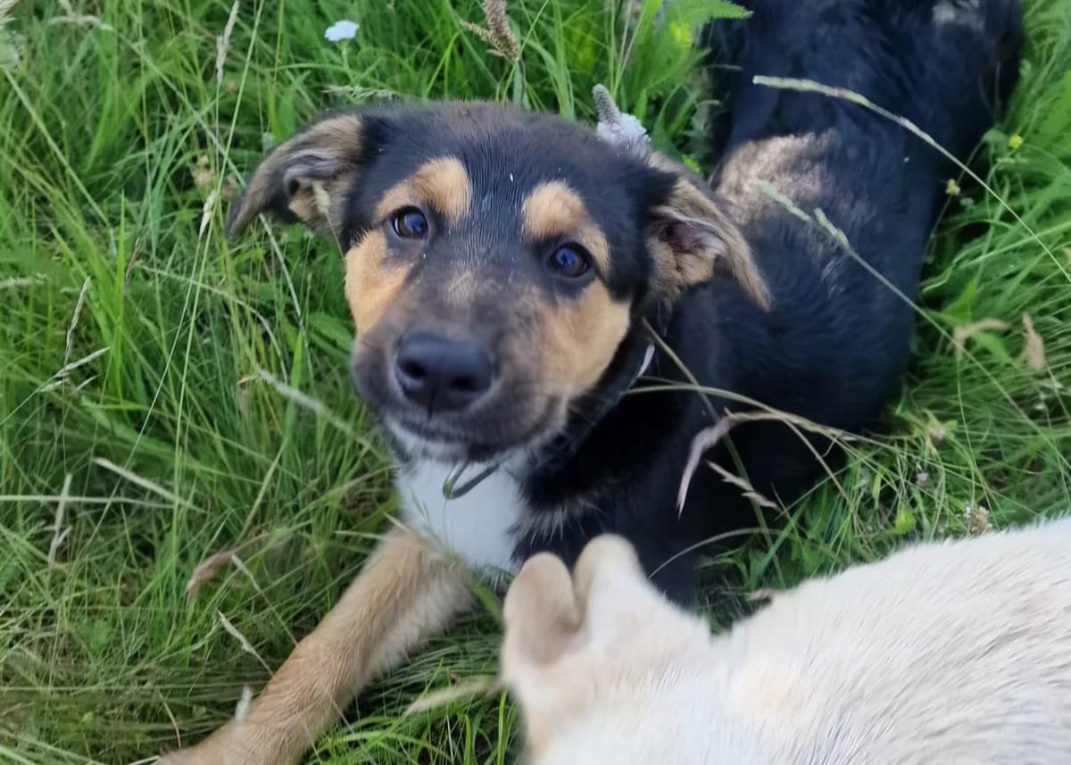 Lebhaft fröhliche Lillie, female 6yo Mixed Breed for adoption at Free Dogs - Vergessene Tiere in Not e.V., Großefehn