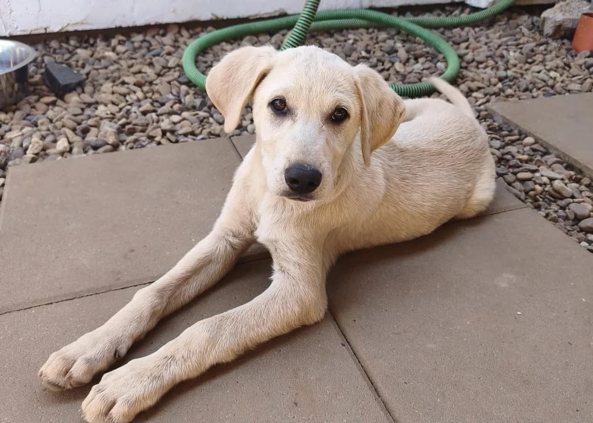 Apportier-Profi, male 6yo Labrador Retriever for adoption at Free Dogs - Vergessene Tiere in Not e.V., Großefehn