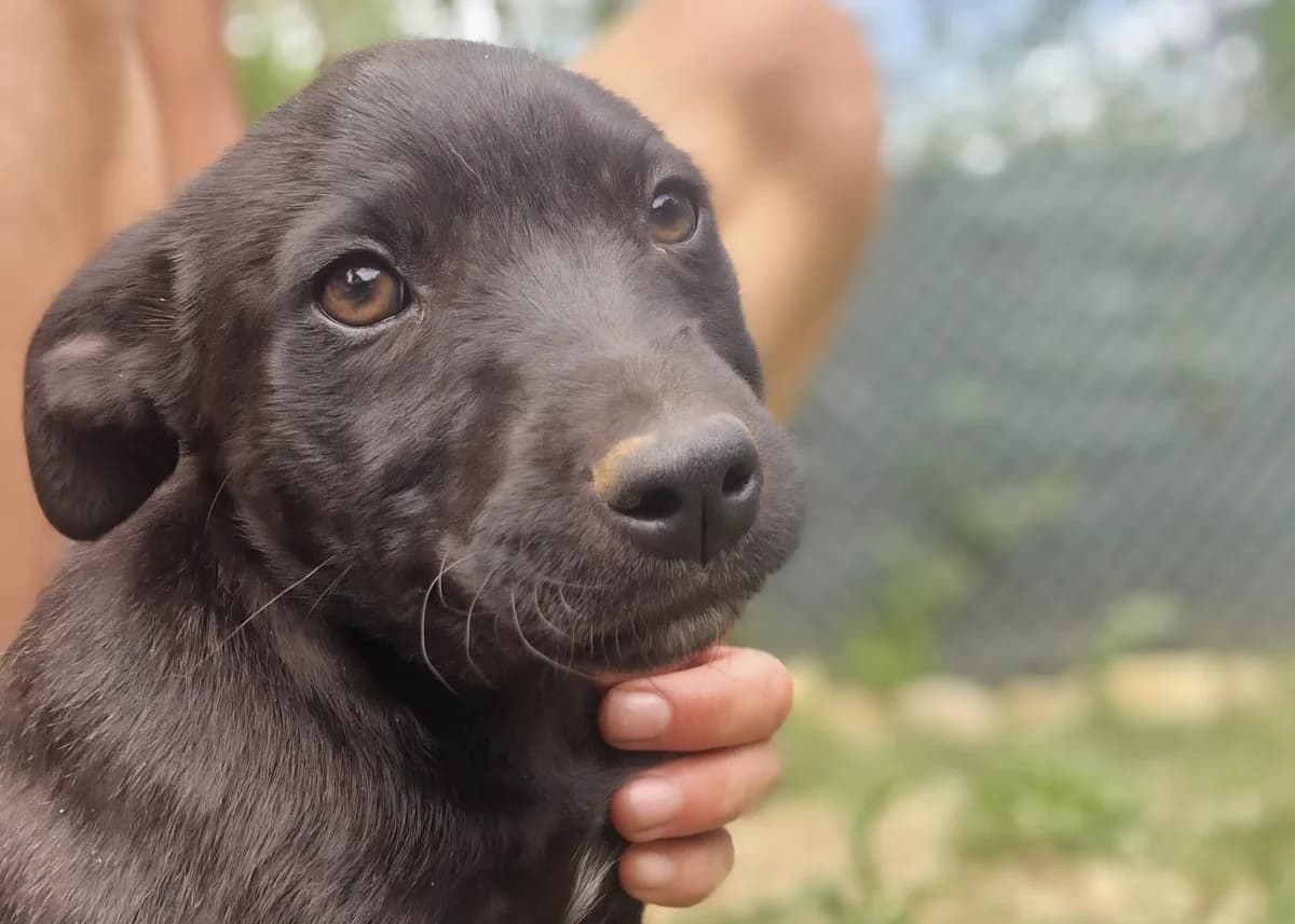 Spielfreudige Tammy, female 6yo Labrador Retriever for adoption at Free Dogs - Vergessene Tiere in Not e.V., Großefehn