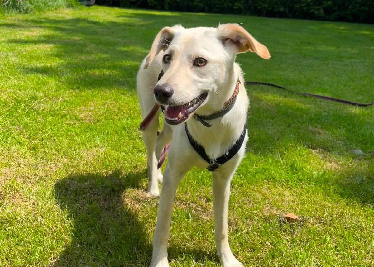 Ruhige sanfte Eva, female 6yo Mixed Breed for adoption at Free Dogs - Vergessene Tiere in Not e.V., Großefehn