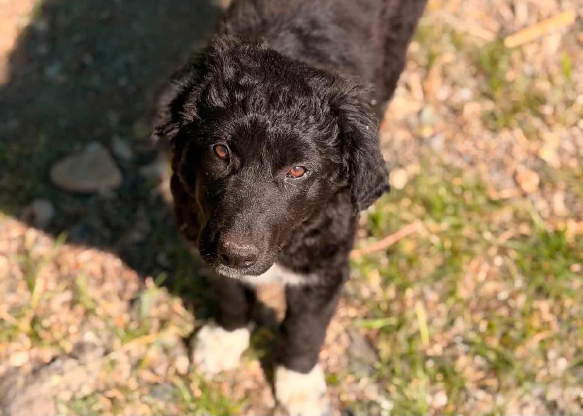 Kinderflüsterin Dolly, female puppy Mixed Breed for adoption at Free Dogs - Vergessene Tiere in Not e.V., Großefehn