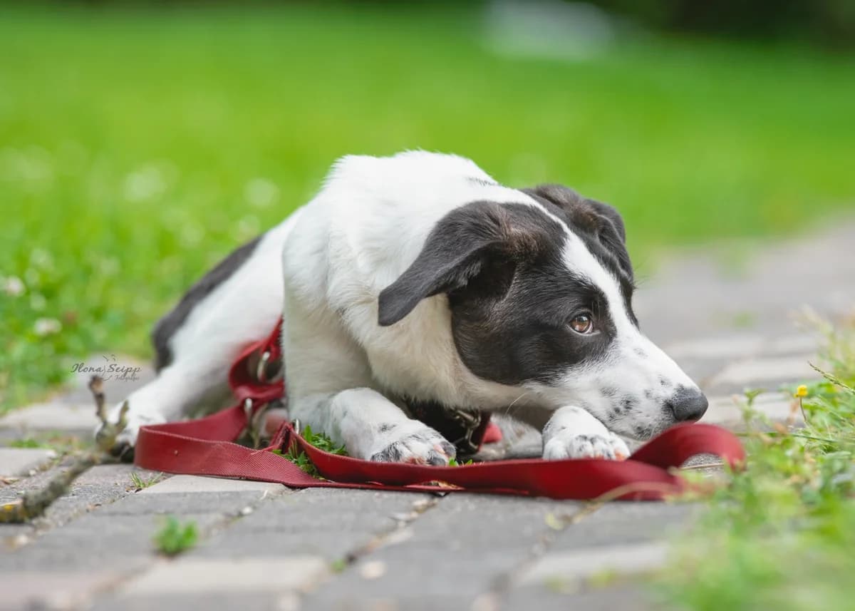 Umgängliche Pinta, female Mixed Breed for adoption at Free Dogs - Vergessene Tiere in Not e.V., Großefehn