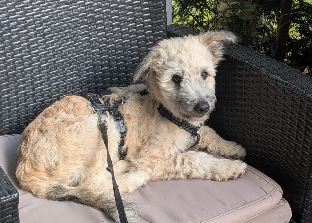 Verschmuster Charlie, male puppy Mixed Breed for adoption at Free Dogs - Vergessene Tiere in Not e.V., Großefehn