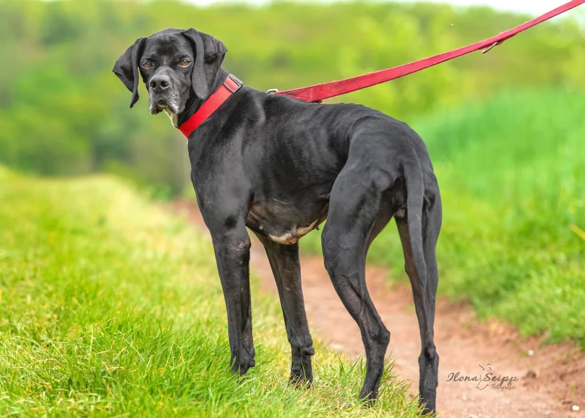 Powerpaket Nicola, female 5yo Pointer for adoption at Free Dogs - Vergessene Tiere in Not e.V., Großefehn