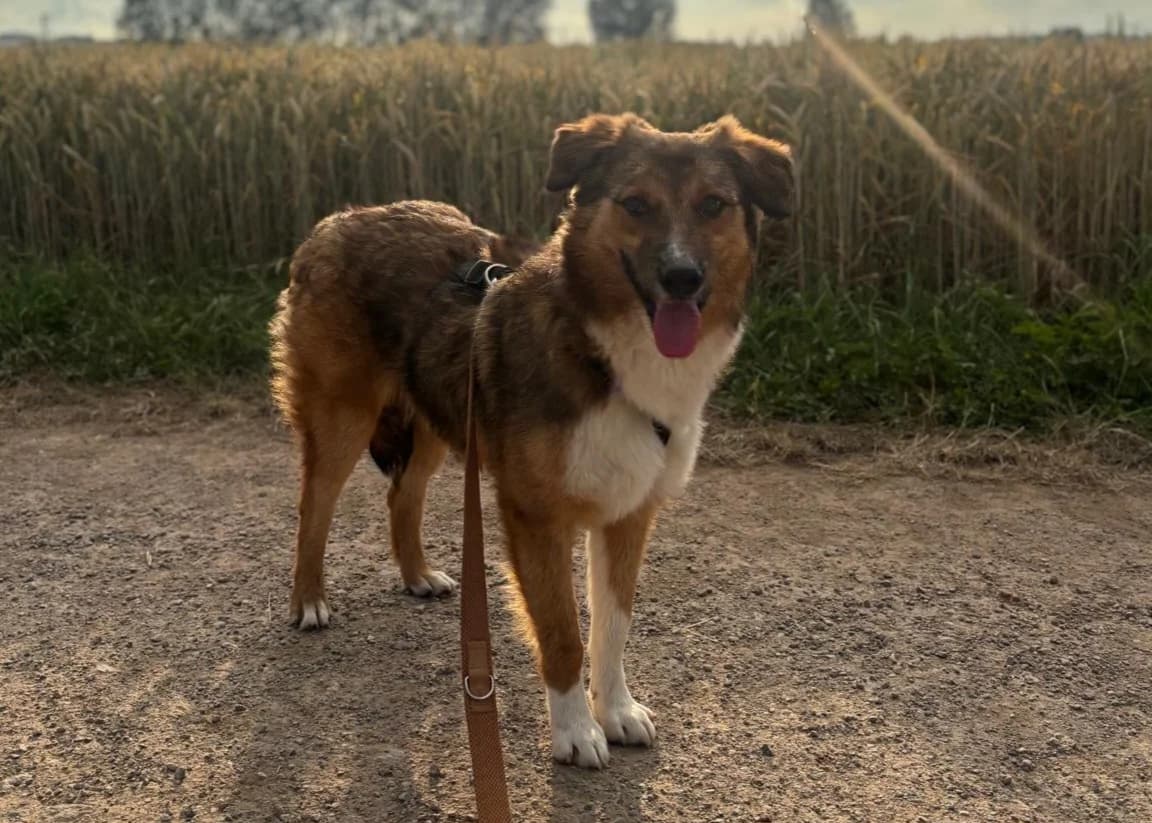 Sozialer Leo, male senior Mixed Breed for adoption at Free Dogs - Vergessene Tiere in Not e.V., Großefehn