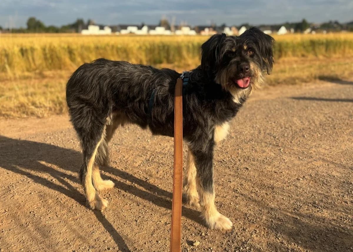 Frohnatur Benito, male senior Mixed Breed for adoption at Free Dogs - Vergessene Tiere in Not e.V., Großefehn