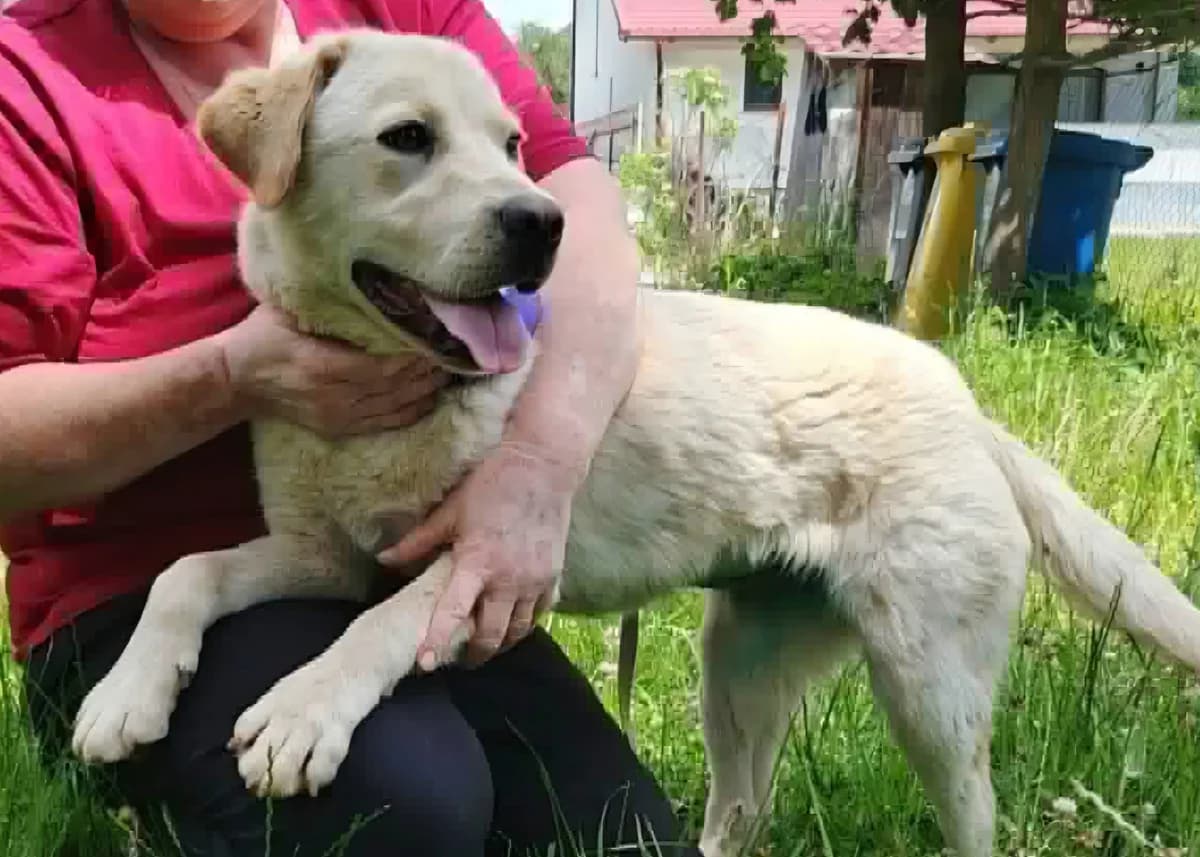 Freundliche Labbi-Hündin Bella, female puppy Labrador Retriever for adoption at Free Dogs - Vergessene Tiere in Not e.V., Großefehn