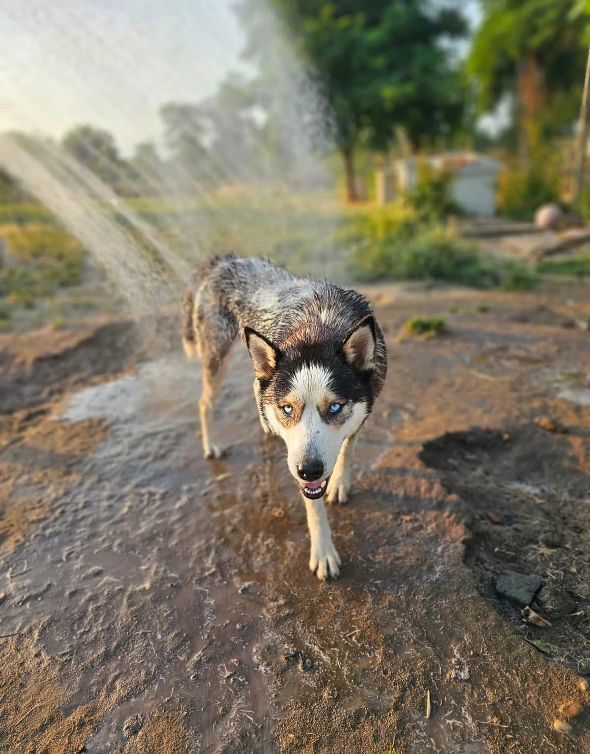 Tomi, male senior Husky for adoption at Free Dogs - Vergessene Tiere in Not e.V., Großefehn